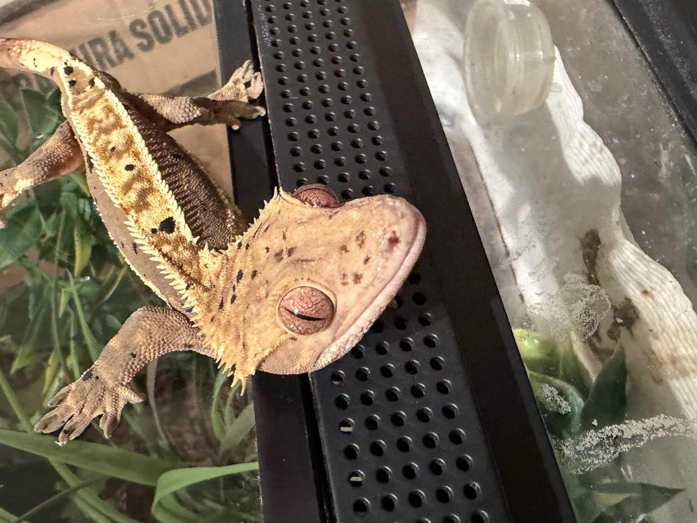 Crested gecko with light tan crested patterning perched on enclosure trim