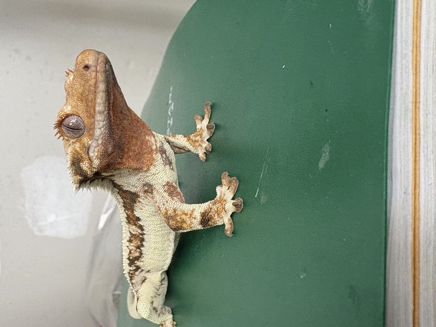 A crested gecko with cream and rust patterning perched on a green surface
