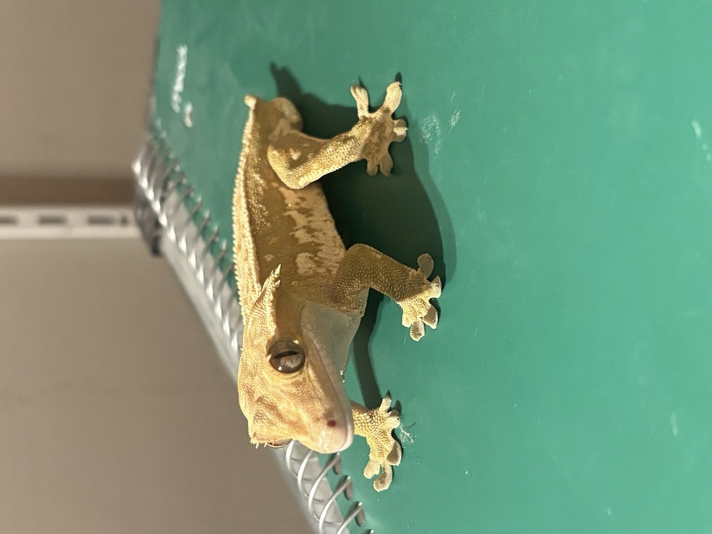 Golden-orange crested gecko on a green surface