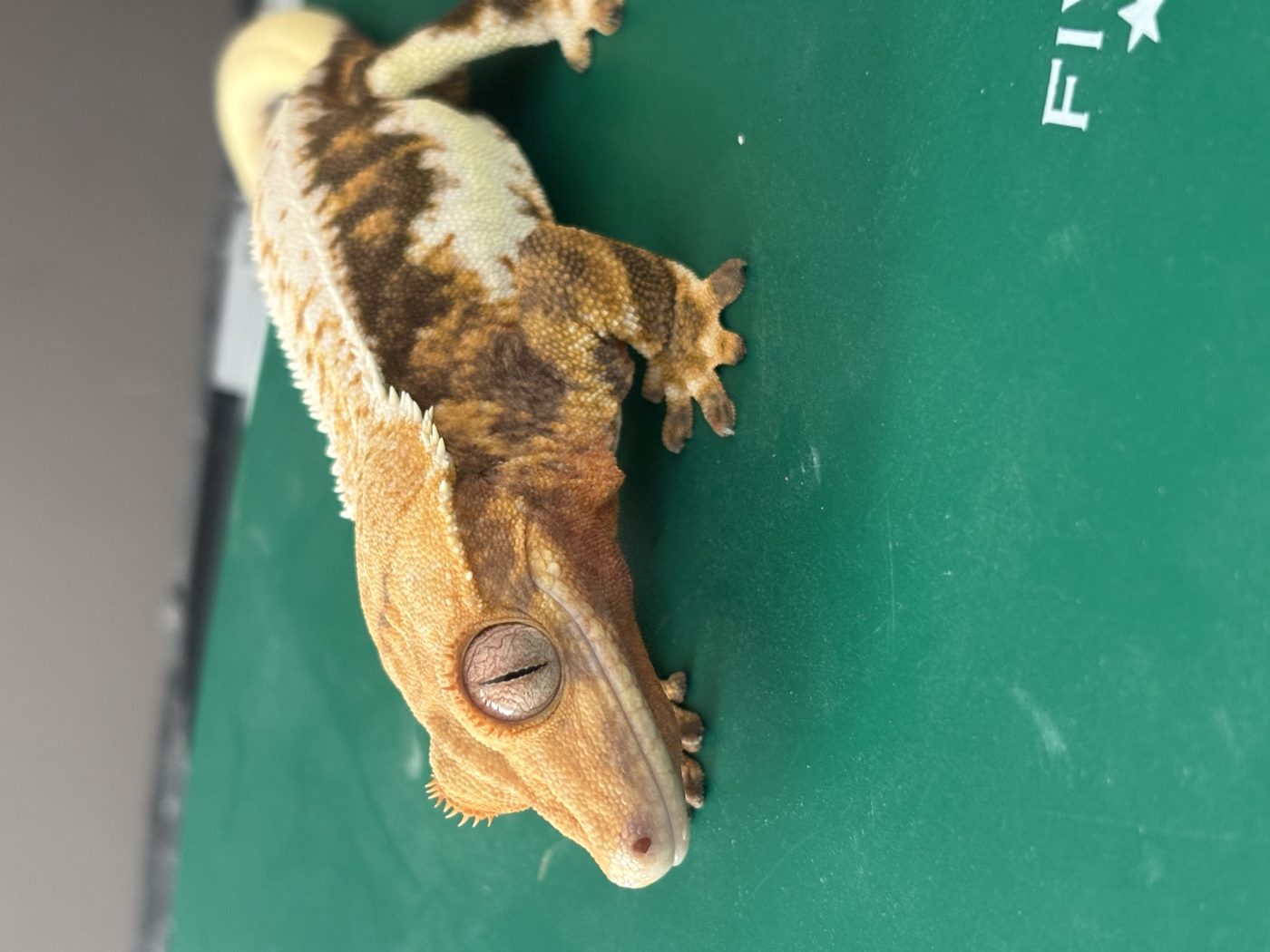 Crested gecko with dark brown and cream patterning