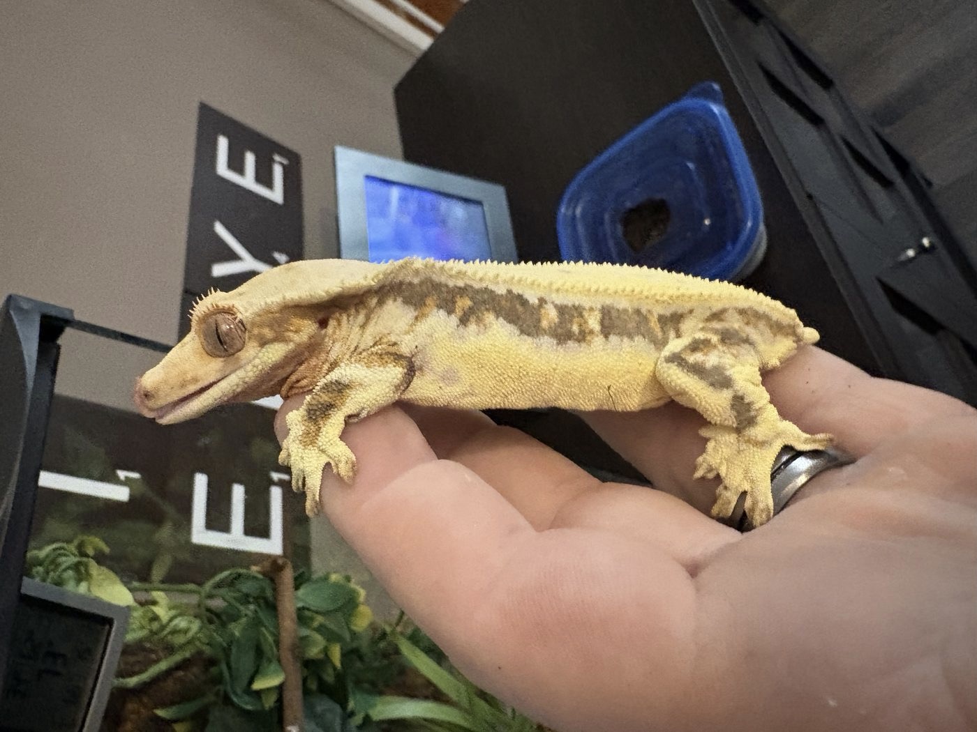 A crested gecko being gently hand-held